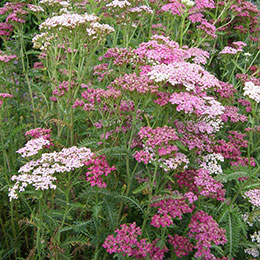 Aquilea milhojas rosa, Milenrama rosa